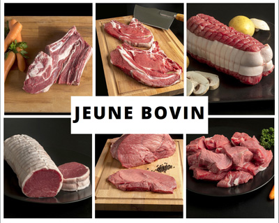 jeune bovin de la ferme